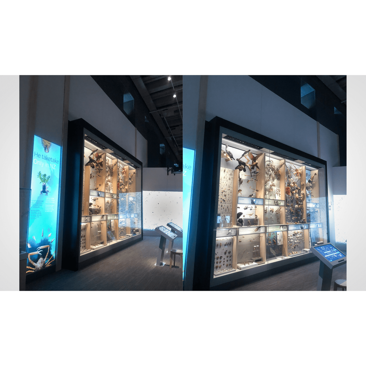 Te Papa Nature Exhibition